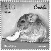 Chinchilla